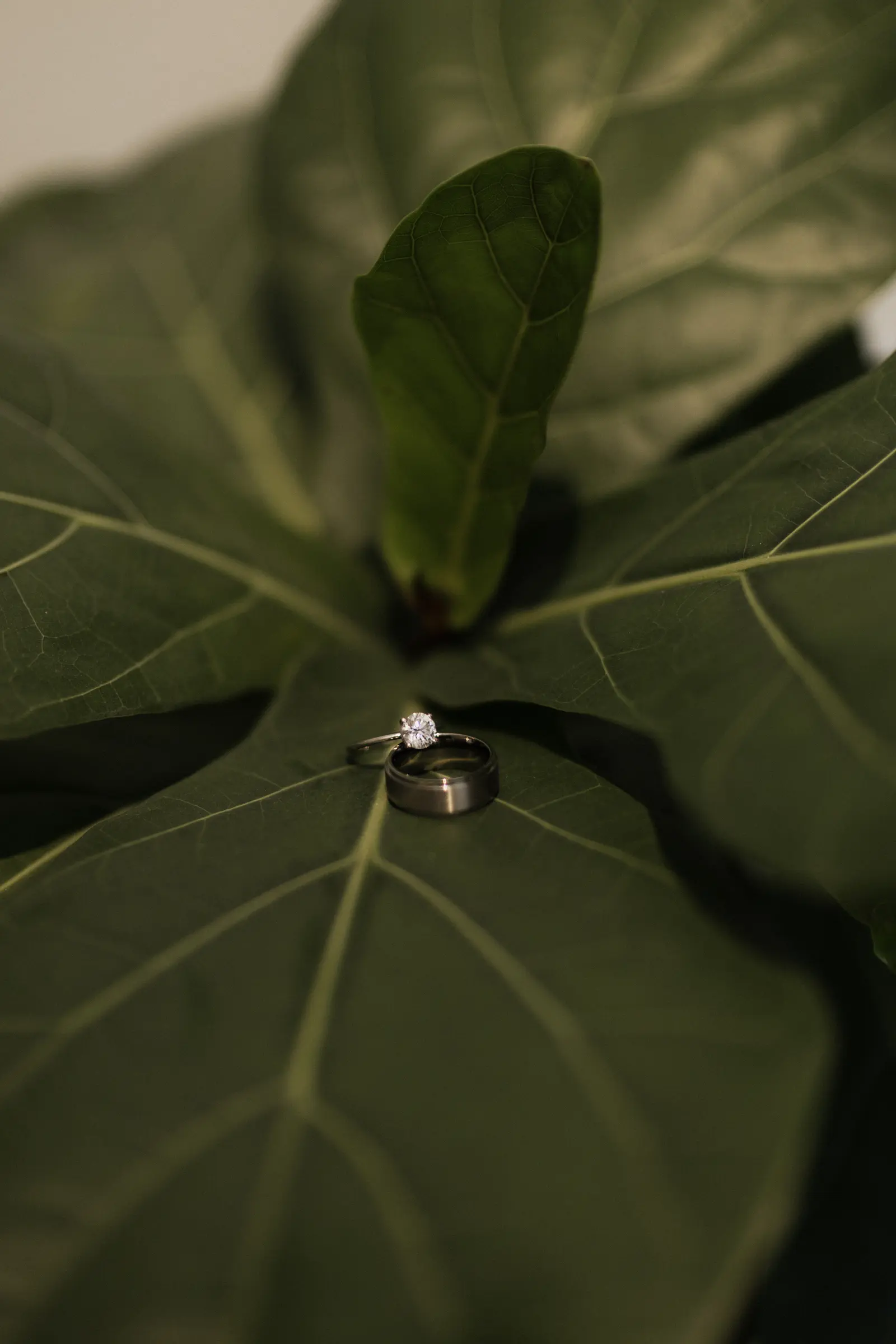 Close-up of wedding rings resting on a green leaf