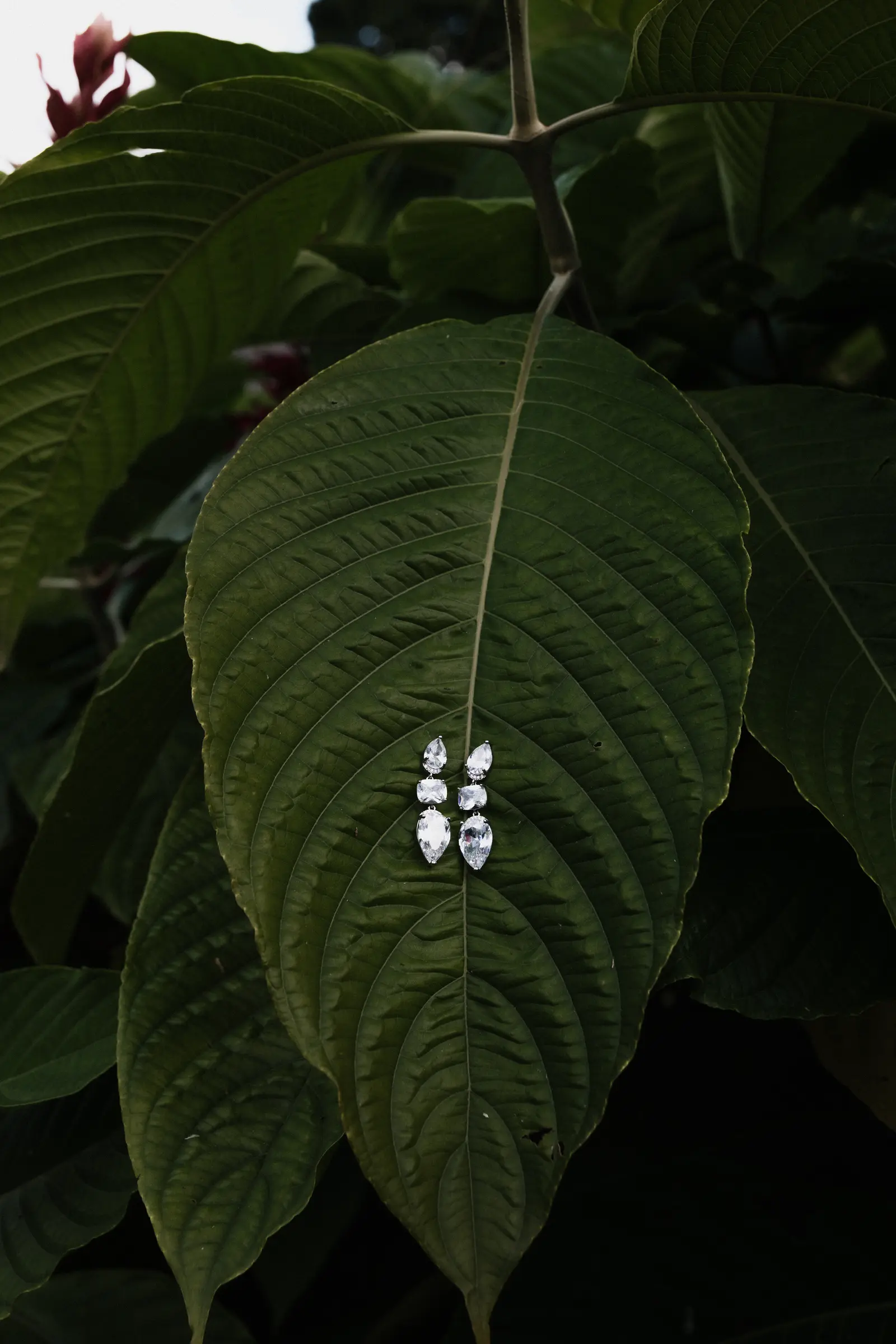 Wedding earrings resting on a large green leaf